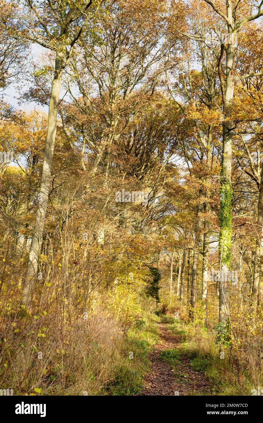 English woodland in December. Northamptonshire, England Stock Photo