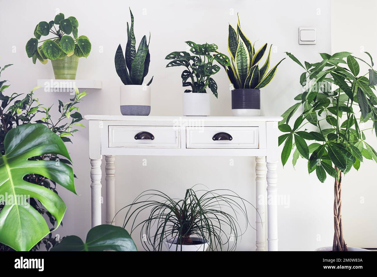 A variete of house plants in the room, indoor garden concept Stock Photo