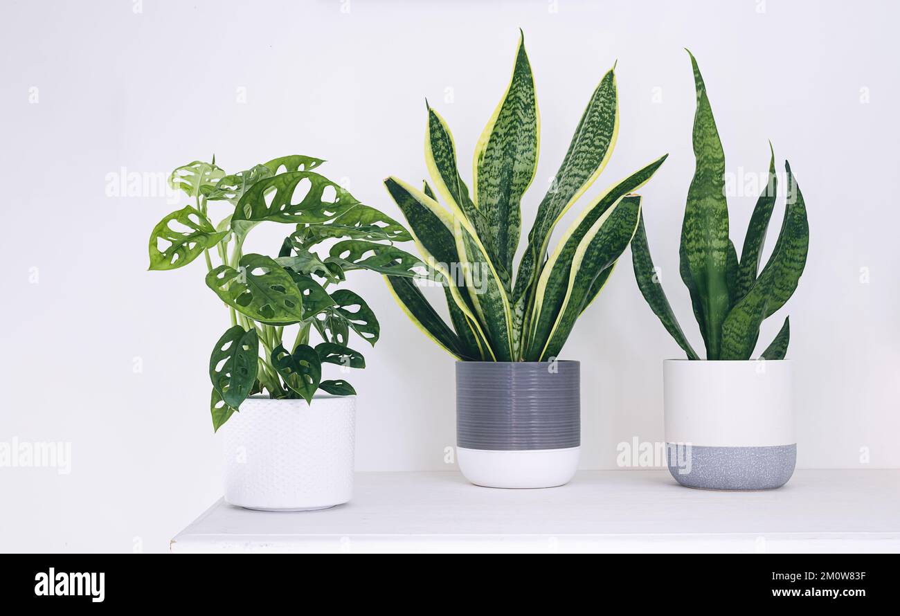 Young home plants - monstera monkey mask and sansevieria or snake plants on a white background, minimalistic home decor Stock Photo