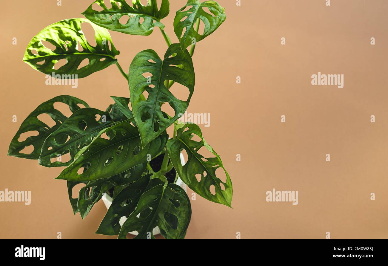 Leaves of Monstera Monkey Mask or Obliqua or Adansoni close-up on an orange background with copy space Stock Photo