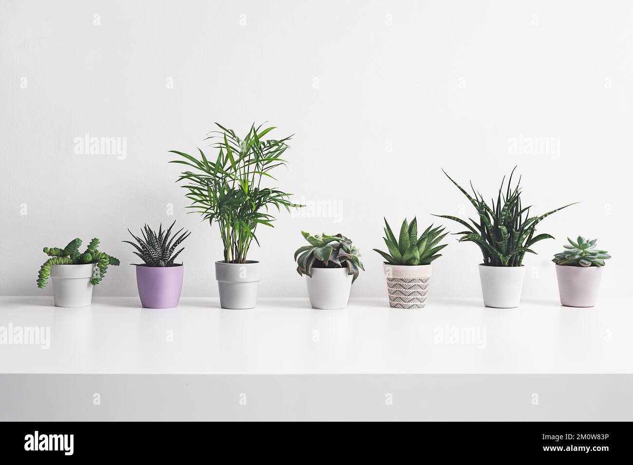 Different home plants on the white background - home gardening and connecting with nature concept Stock Photo