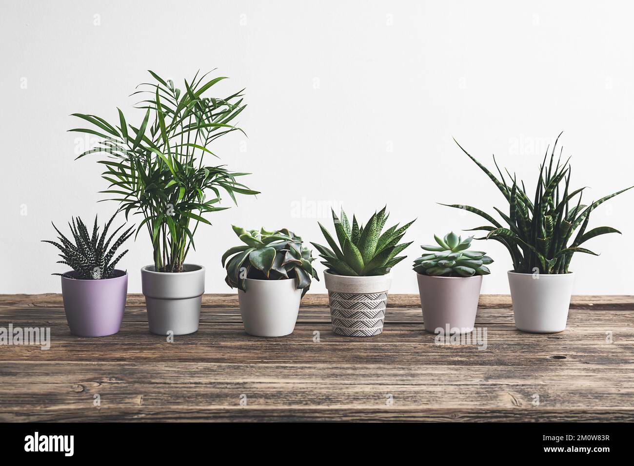 Different home plants on the old wooden table - home gardening and connecting with nature concept Stock Photo