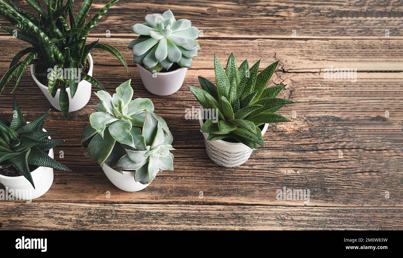 Different succulent plants on the old wooden table - home gardening and connecting with nature concept Stock Photo