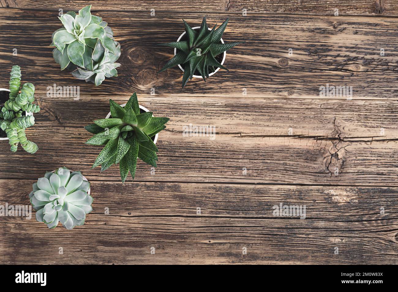 Different succulent plants on the old wooden table - connecting with nature concept, top view with copy space Stock Photo