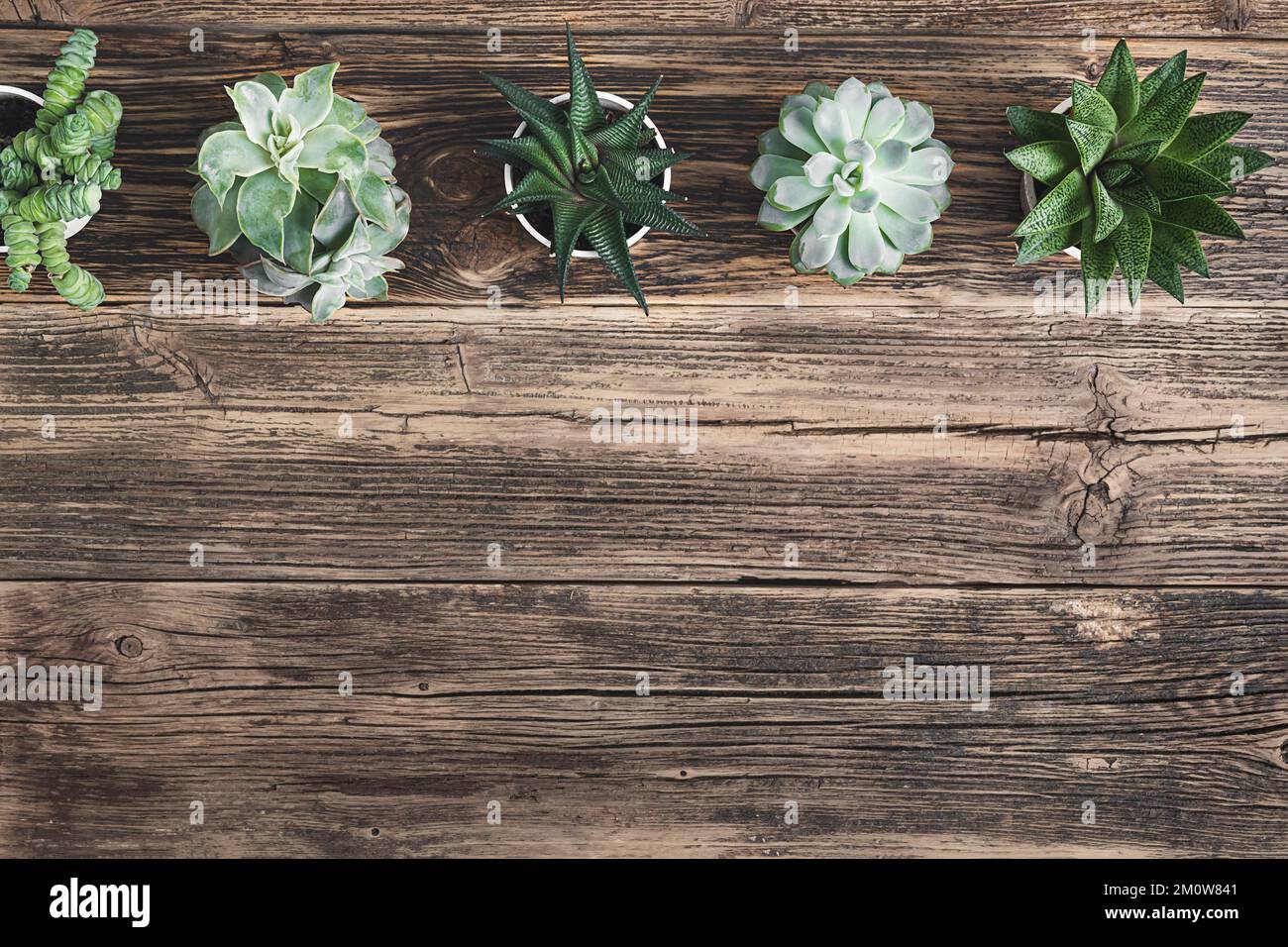 A variety of succulent plants on the old wooden table - connecting with nature concept, top view with copy space Stock Photo