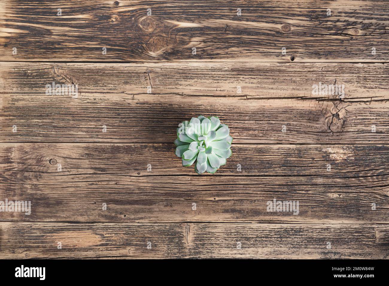 Echeveria succulent plant on the old wooden table, top view with copy space Stock Photo