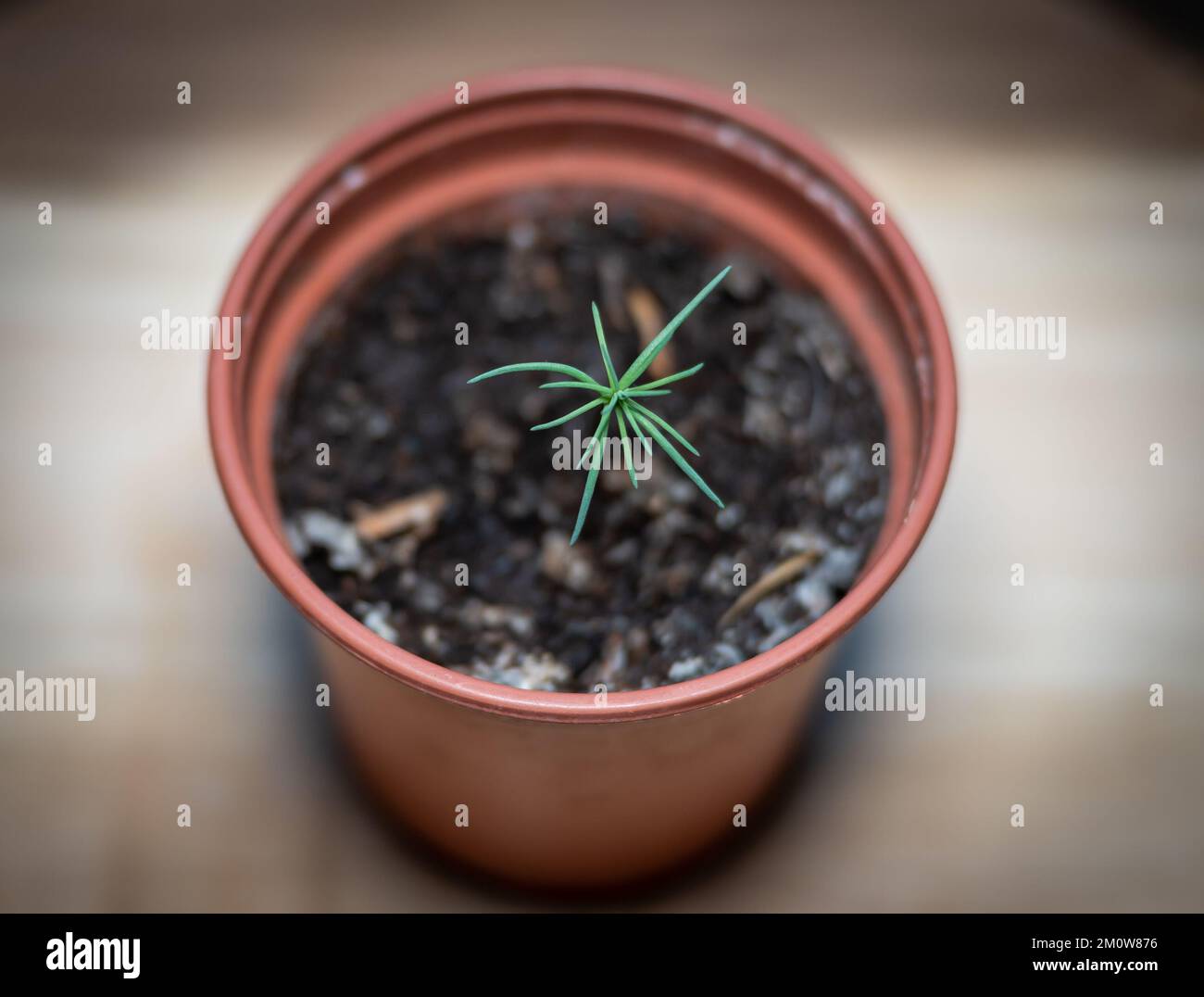 Seedling of sequoia tree in a pot, growing Sequoiadendron giganteum tree from the seed, selective focus Stock Photo