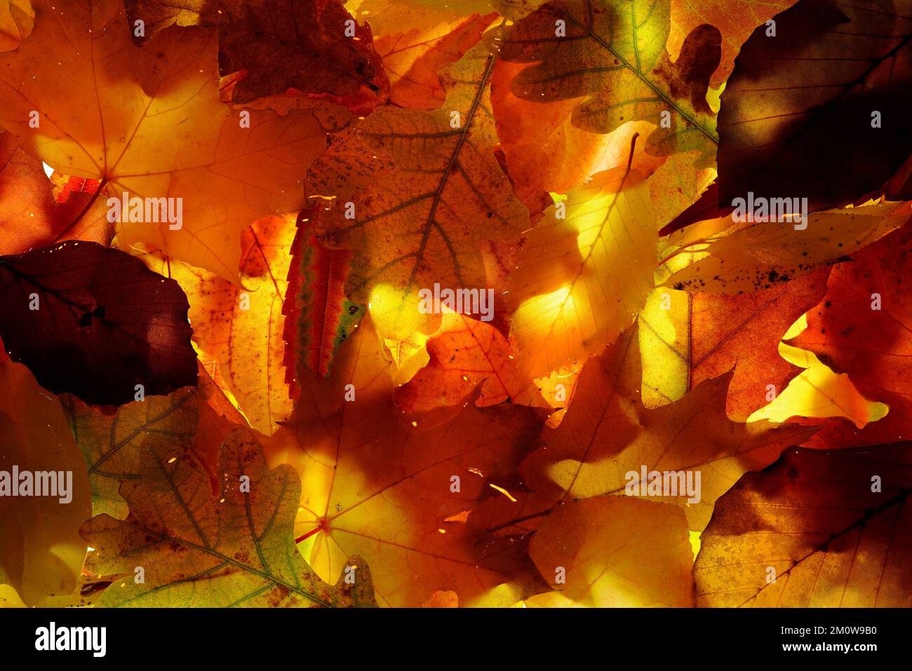 Autumn leaves, Czech Republic Stock Photo
