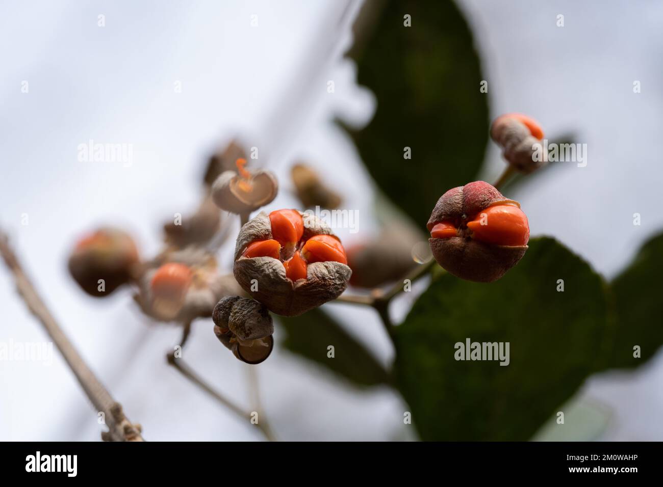 Seeds of Evergreen spindle tree Stock Photo