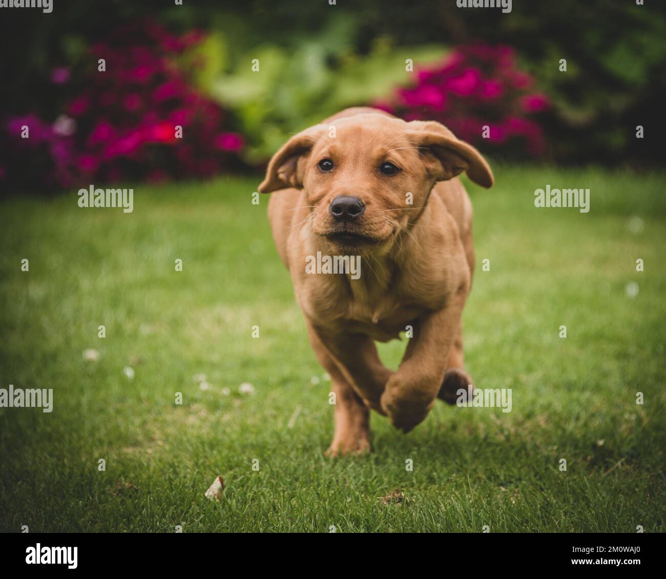 Fox Red Labrador Puppy Stock Photo - Alamy