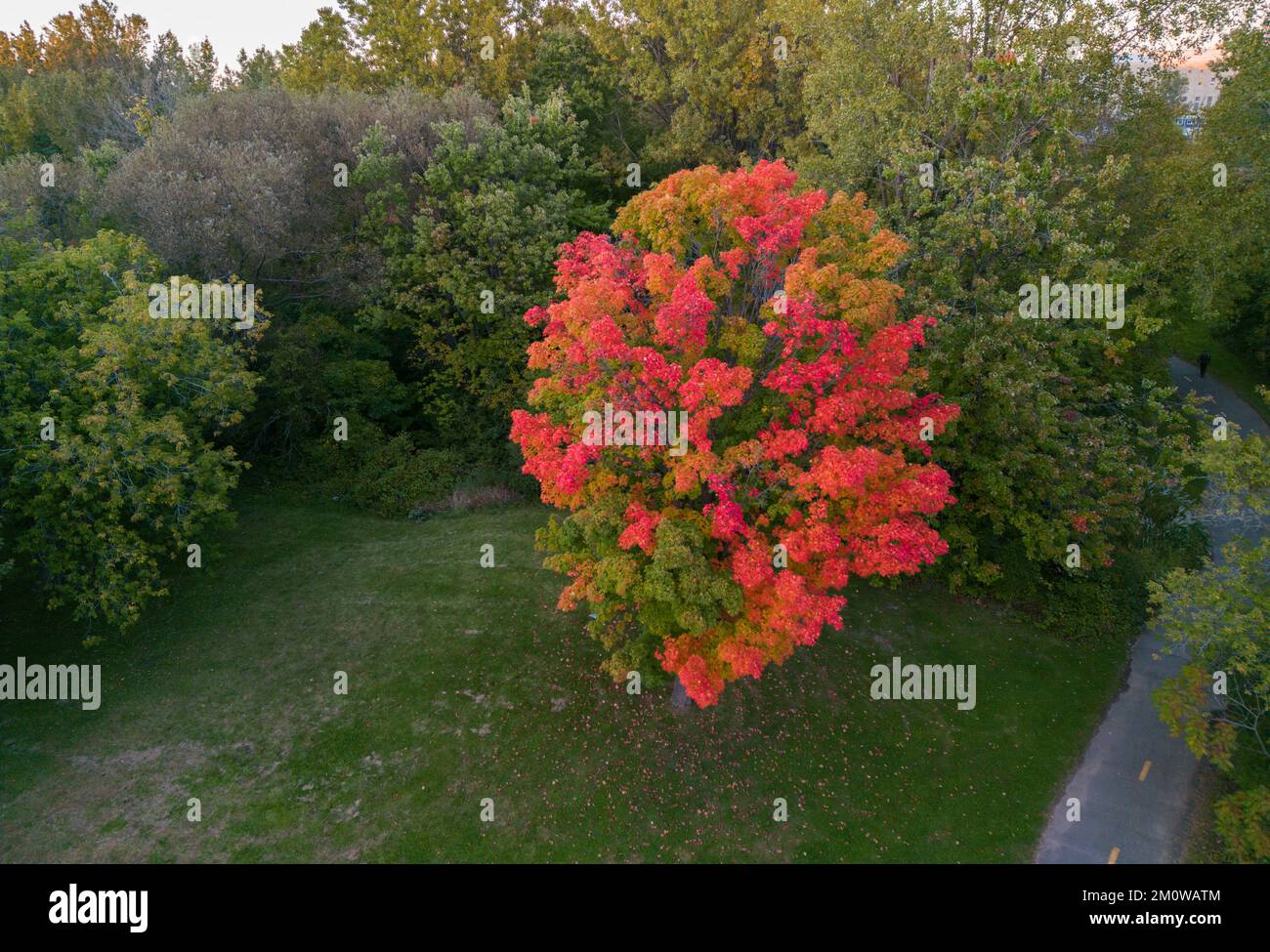 Aerial view of Sugar maple tree (Acer saccharum) in autumn Stock Photo
