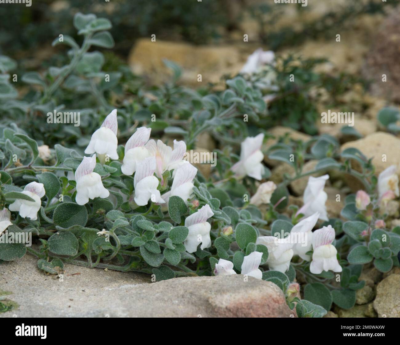 White flowers of Antirrhinum Molle, also known as shrubby dwarf perennial snapdragon in UK glasshouse November Stock Photo