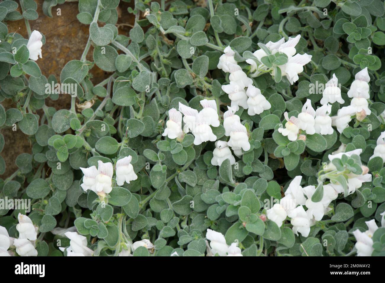 White flowers of Antirrhinum Molle, also known as shrubby dwarf perennial snapdragon in UK glasshouse November Stock Photo