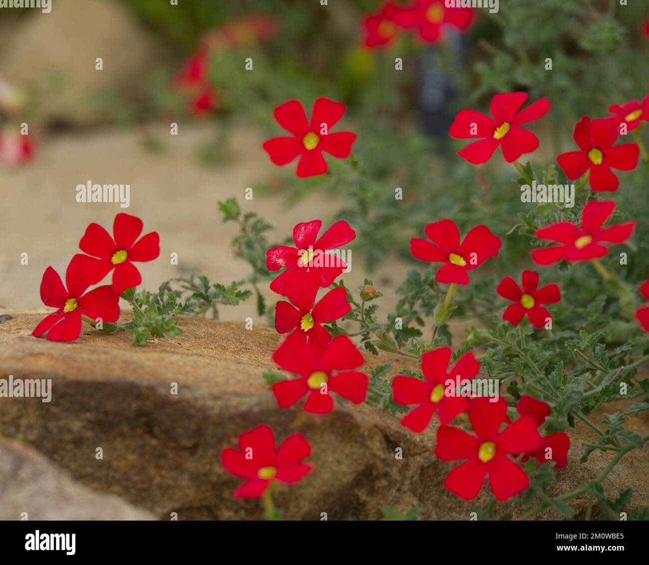 Red flowers of Jamesbrittenia bergae also know as crimson phlox in UK glasshouse November Stock Photo