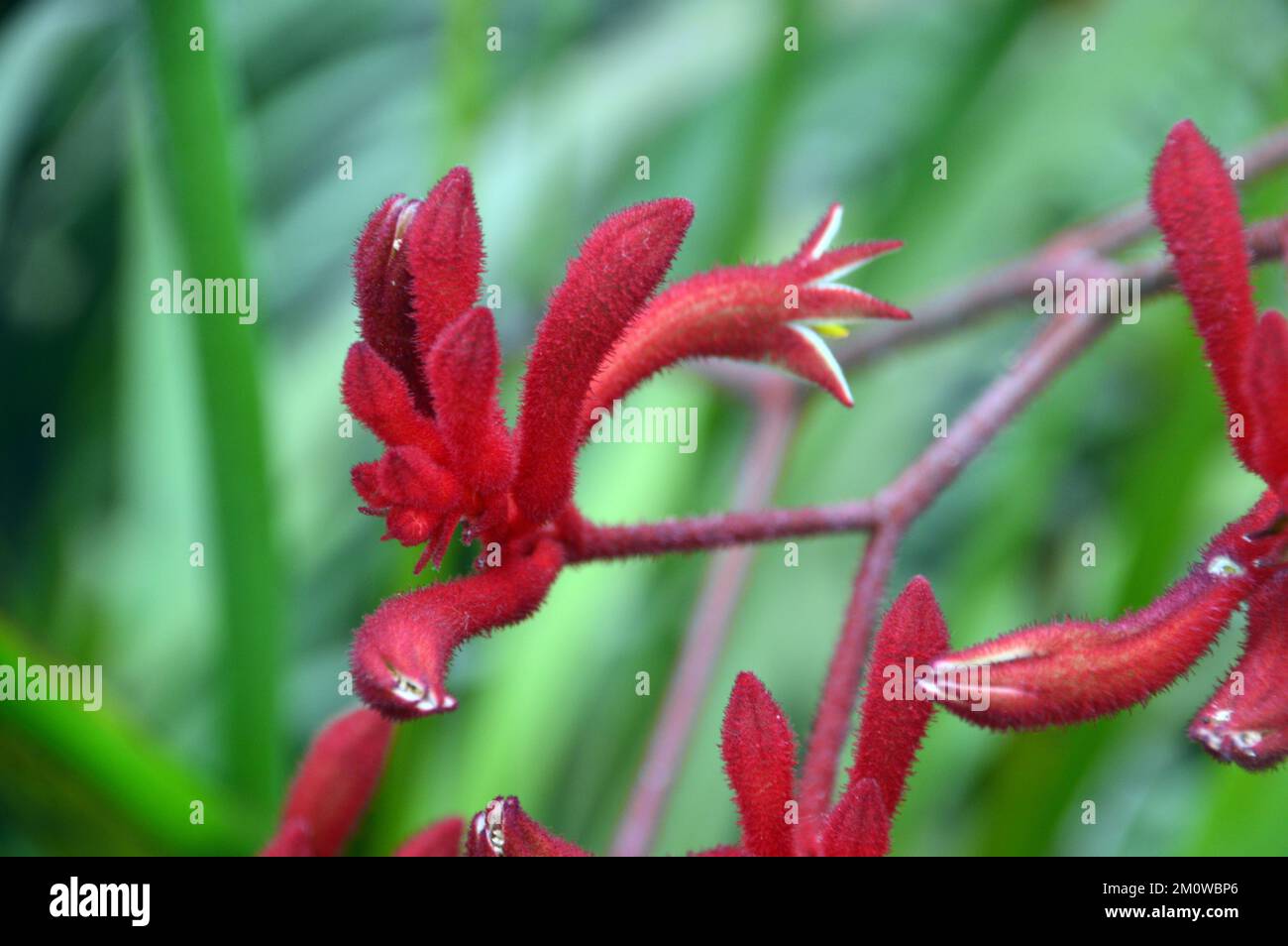 Red Kangaroo Paw Flowers (Anigozanthos Rufus) 'Big Red' from Australia grown at the Eden Project