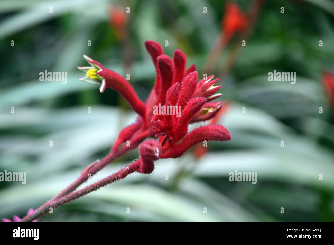 Red Kangaroo Paw Flowers (Anigozanthos Rufus) 'Big Red' from Australia grown at the Eden Project