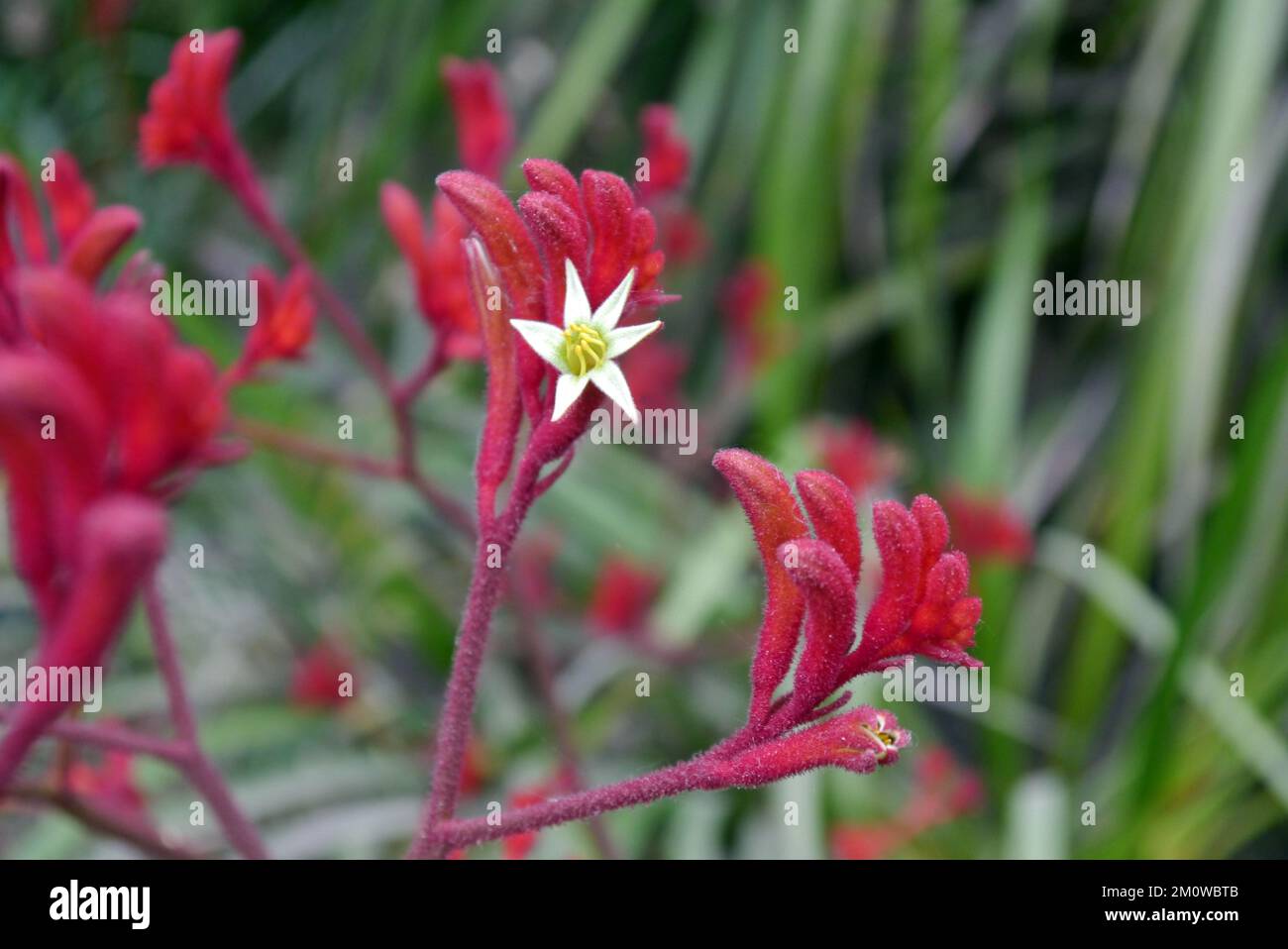 Red Kangaroo Paw Flowers (Anigozanthos Rufus) 'Big Red' from Australia grown at the Eden Project