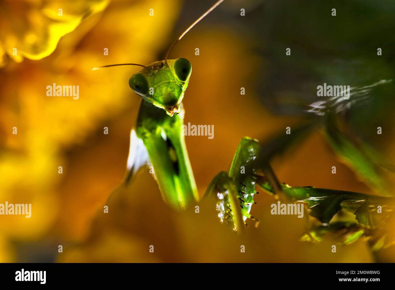 Playing Mantis Insect praying mantis, green insect Stock Photo - Alamy