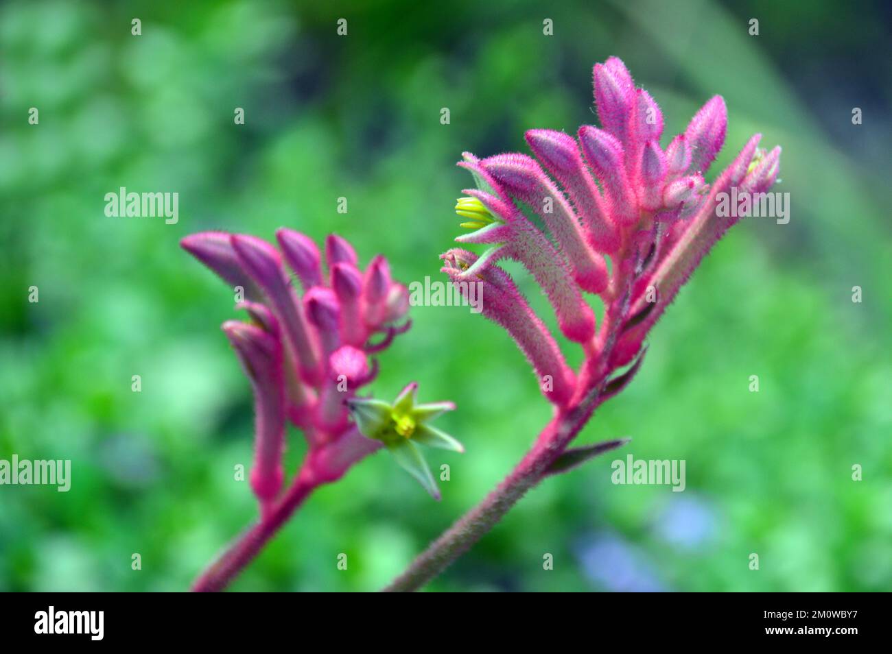 Pink Kangaroo Paw Flowers (Anigozanthos Rufus) 'Pearl Bush' from