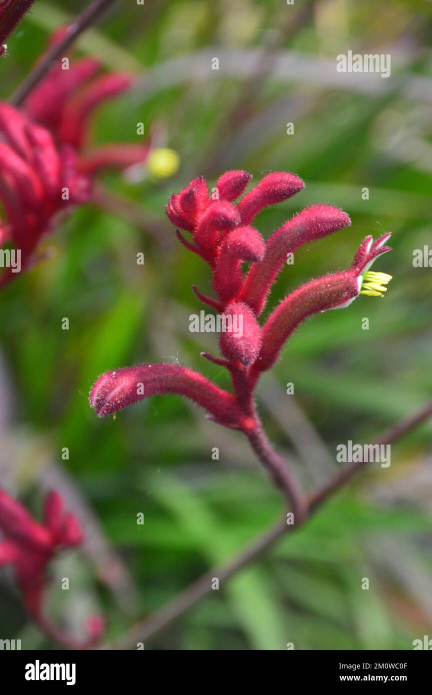 Red Kangaroo Paw Flowers (Anigozanthos Rufus) 'Big Red' from Australia grown at the Eden Project, Cornwall, England, UK. Stock Photo