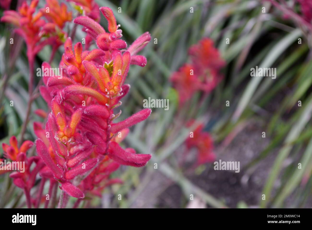 Red Kangaroo Paw Flowers (Anigozanthos Rufus) 'Big Red' from Australia grown at the Eden Project