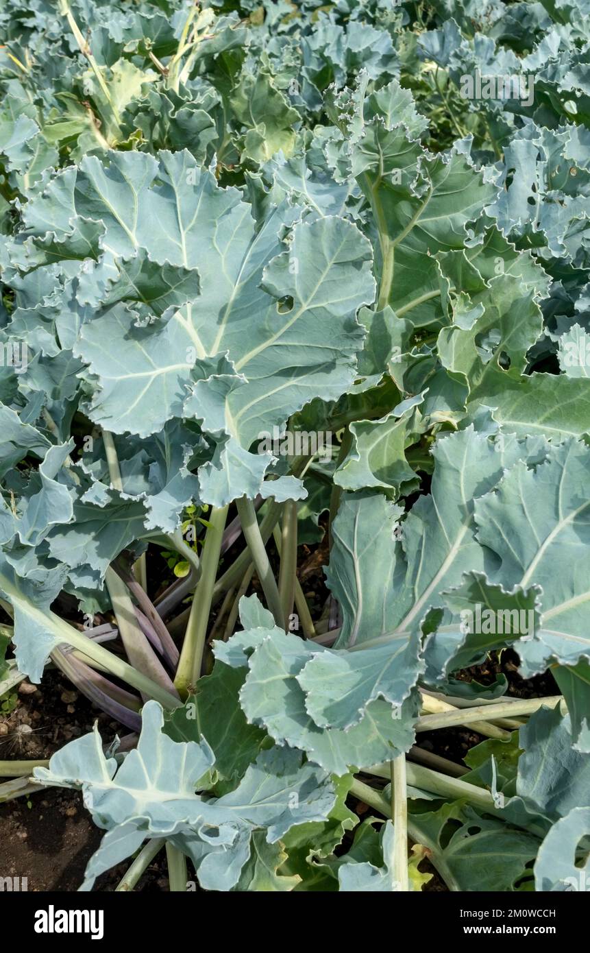 Close up of brassica seakale crambe maritima leaves plants perennial growing on an allotment vegetable garden in summer England UK Great Britain Stock Photo