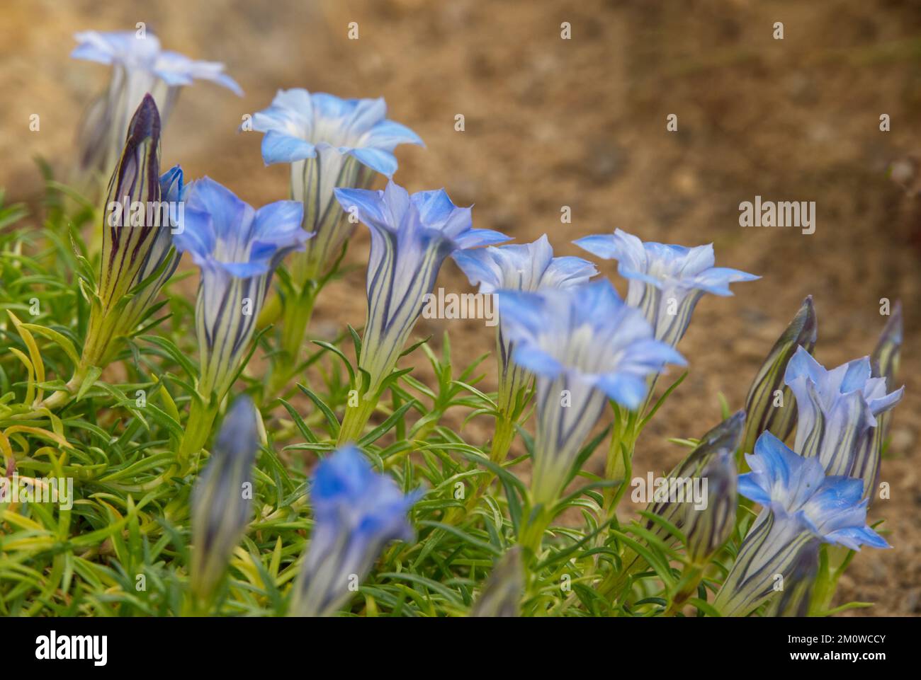 pale blue flowered gentian, Gentiana Alex Duguid in UK glasshouse November Stock Photo