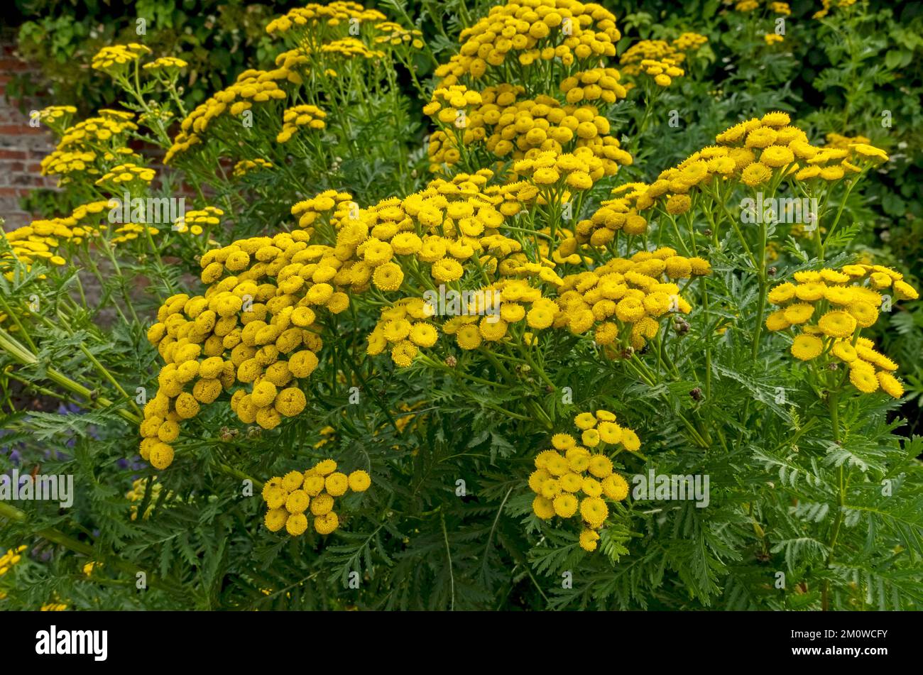 Yellow tansy asteraceae tanacetum vulgare plants plant flowers flower flowering growing in a garden border in summer England UK Great Britain Stock Photo