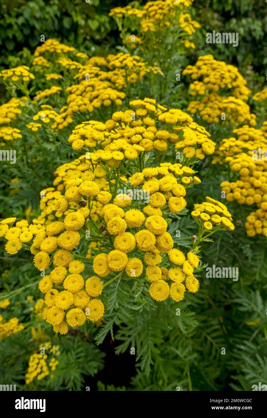 Close up of tanacetum vulgare asteraceae yellow tansy flowers flower flowering plants plant growing in a garden border in summer England UK Britain Stock Photo