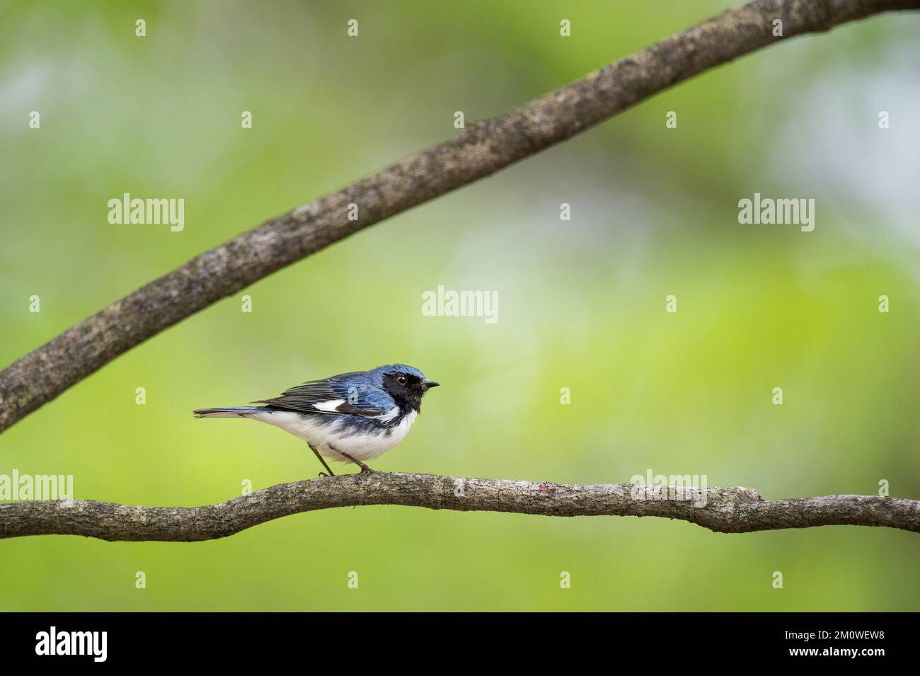 A closeup shot of a Black-throated Blue Warbler bird Stock Photo