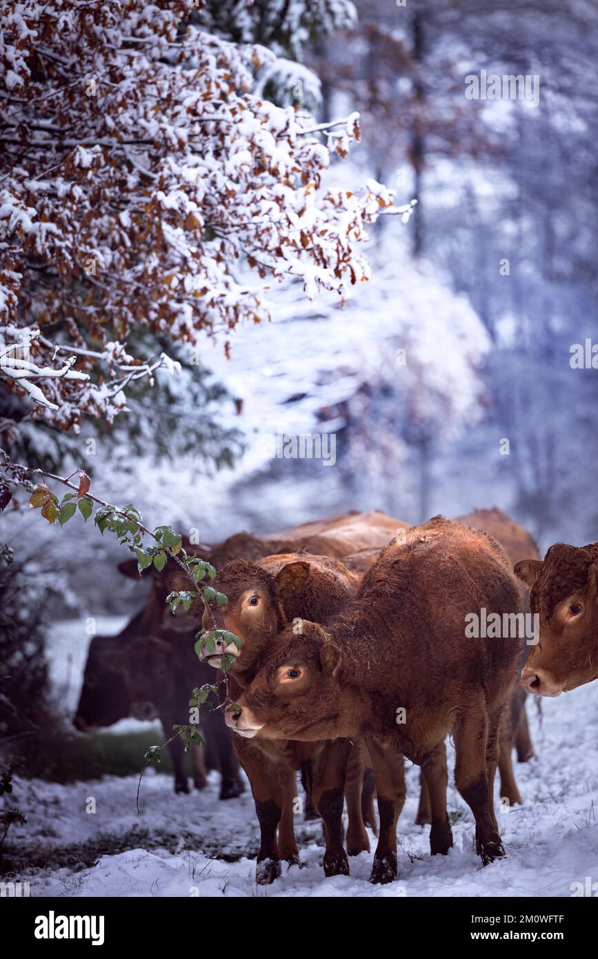 A herd of brown furry cows in snow in Germany in winter, white trees in  the background Stock Photo