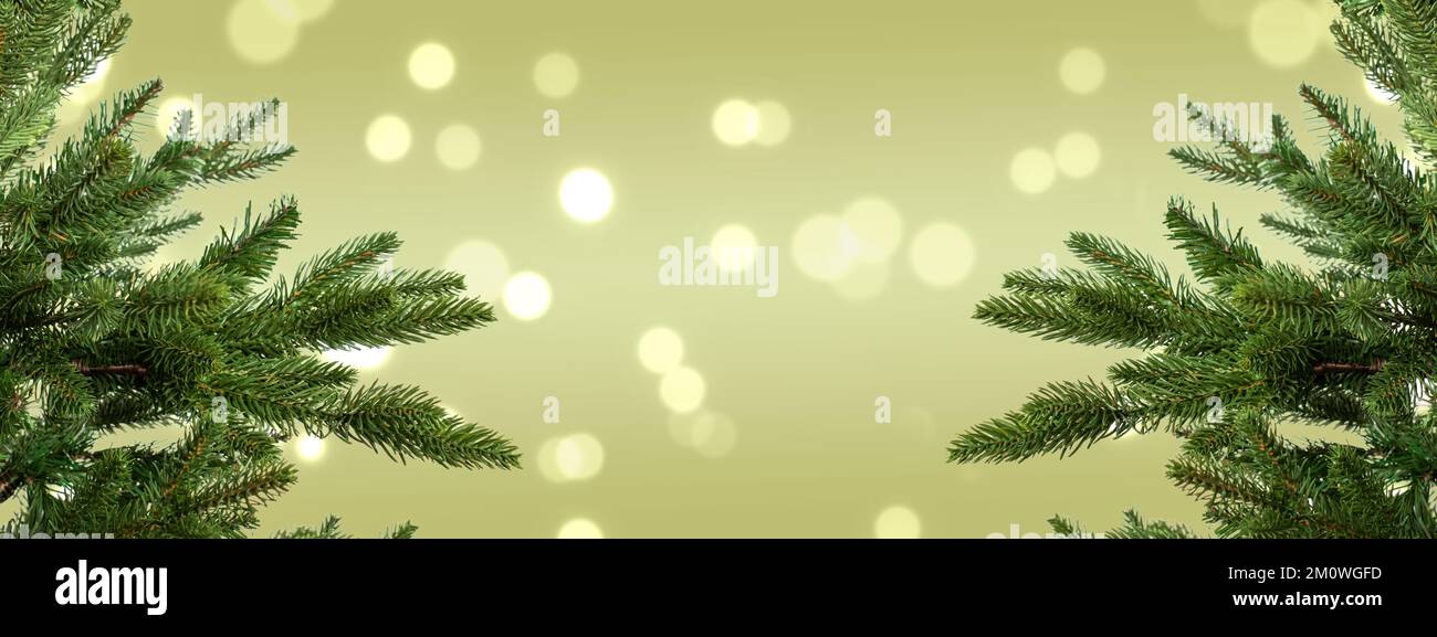 Christmas tree branches against blurred lights green background. Stock Photo