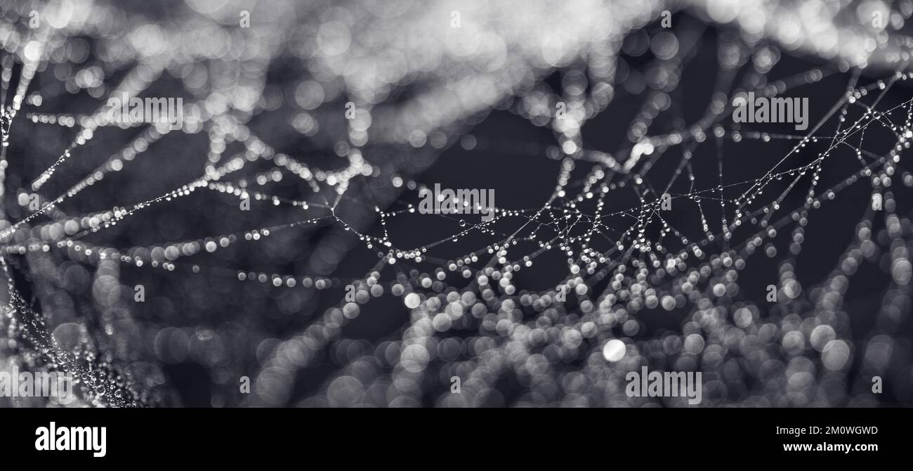 Wet spider web on a black background Stock Photo