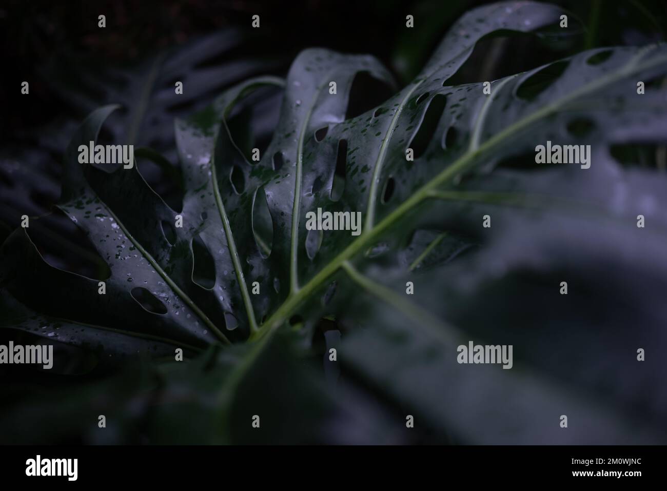 Dark tropical leaves background. Monstera deliciosa closeup Stock Photo