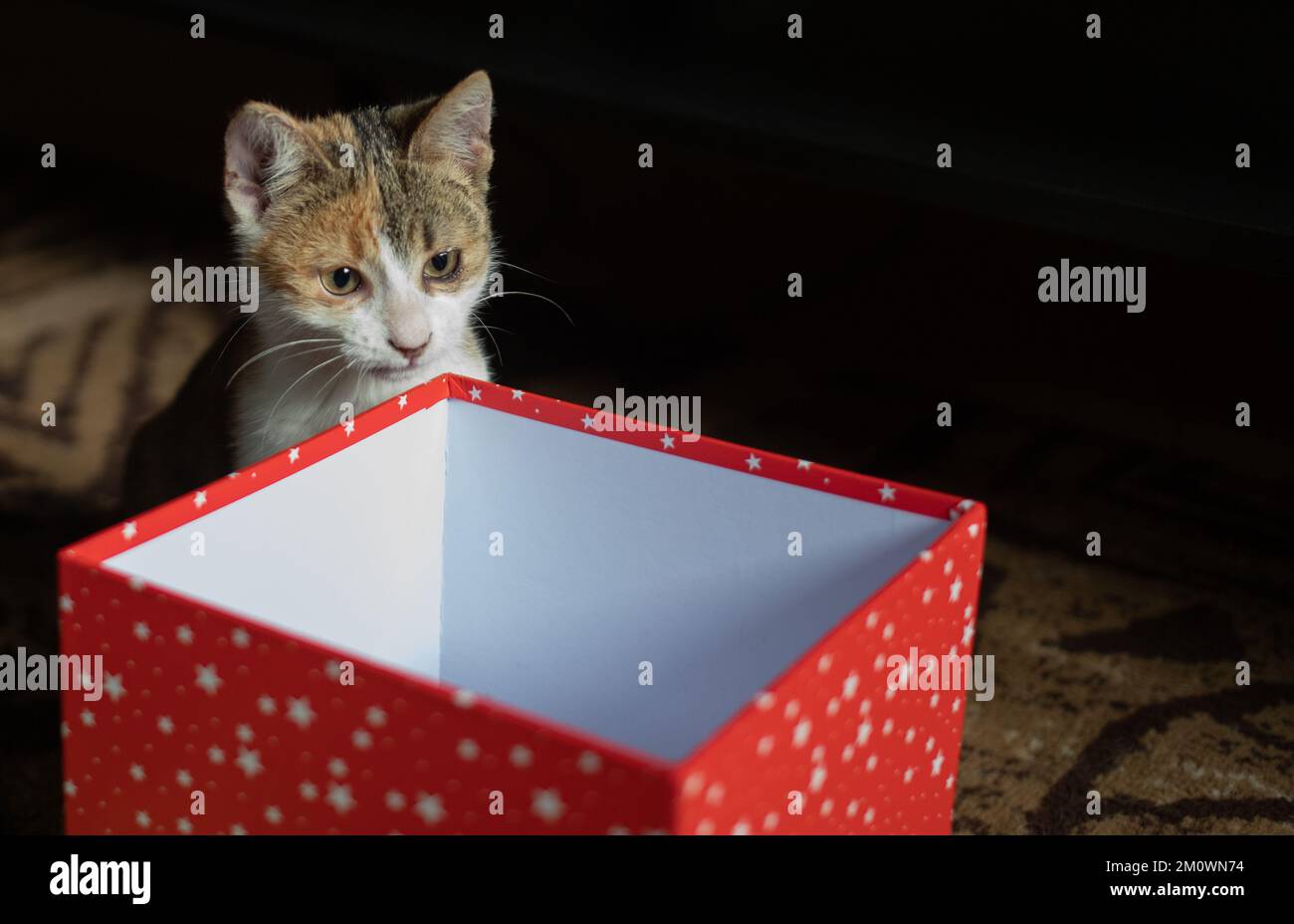 Little puppy playing box hi res stock photography and images Alamy