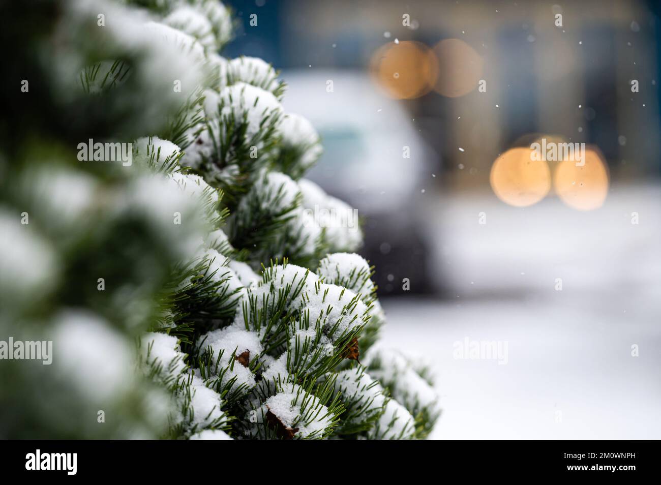 Pine tree covered with snow. Winter background Stock Photo - Alamy