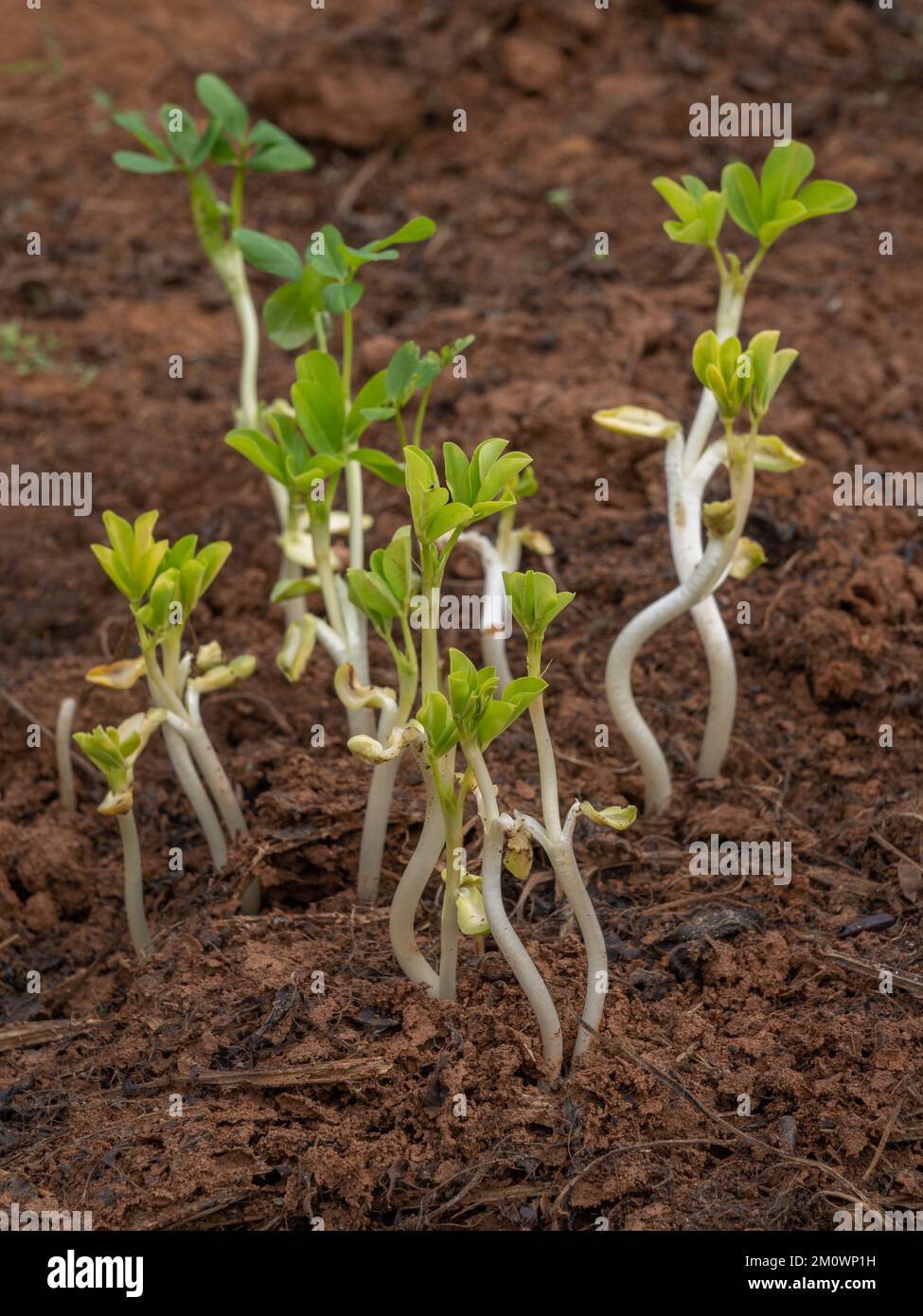 Closeup view of fresh young peanut aka arachis hypogaea shoots growing in field after harvest Stock Photo