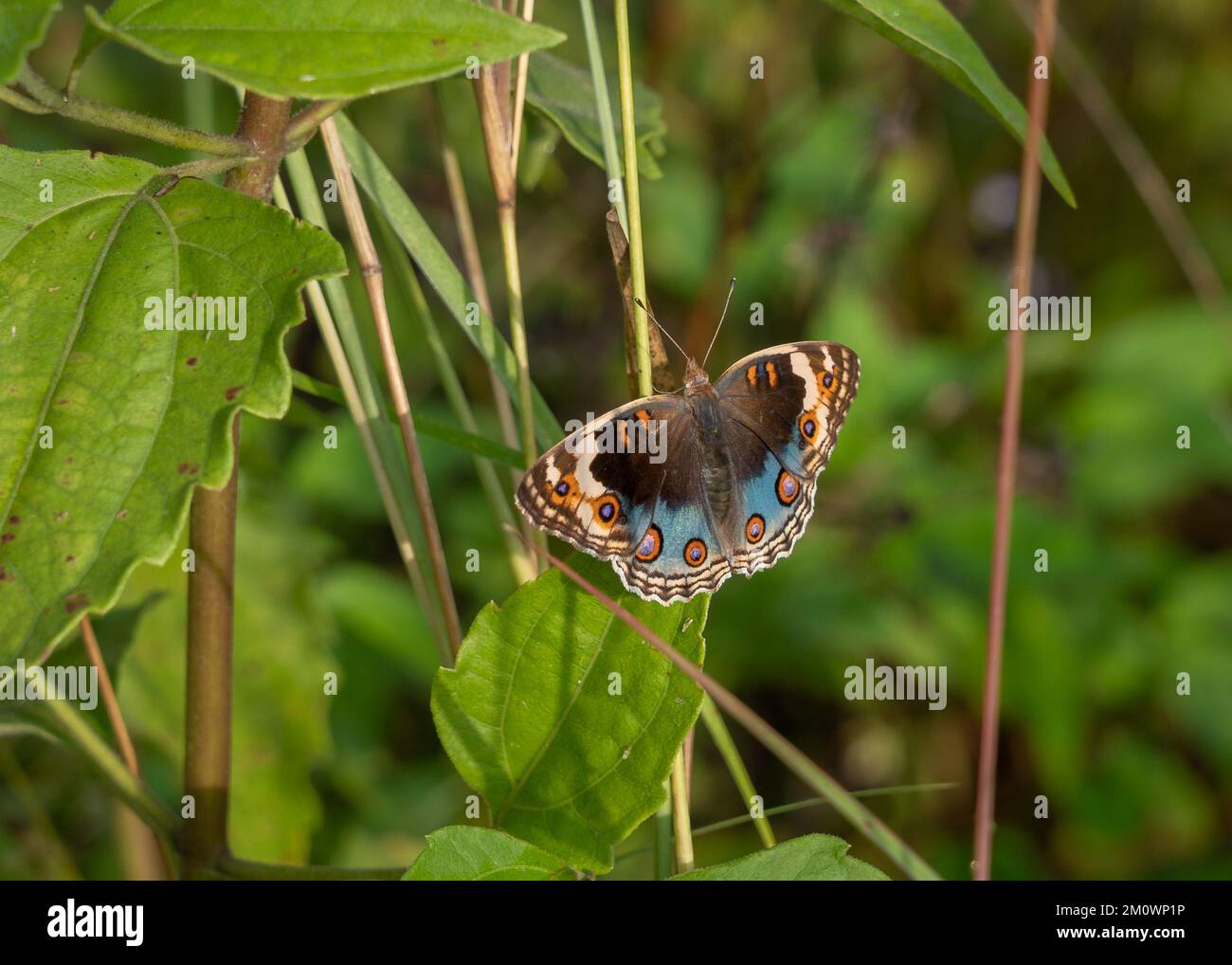 Colorful blue orange and brown junonia orithya nymphalid butterfly aka blue pansy, eyed pansy or blue argus on grass in morning sunlight, Thailand Stock Photo