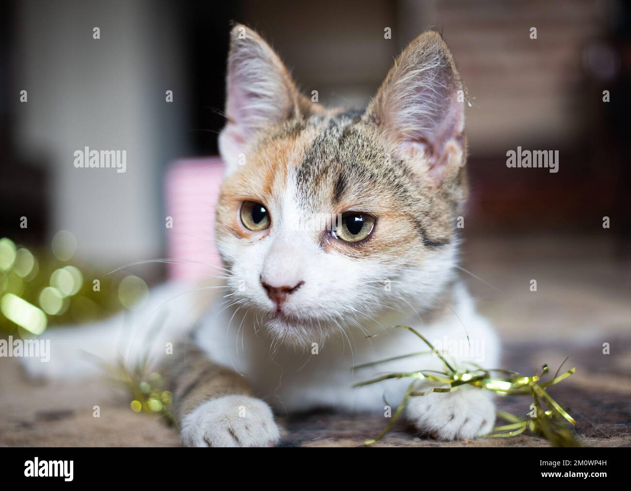 Little puppy playing box hi res stock photography and images Alamy