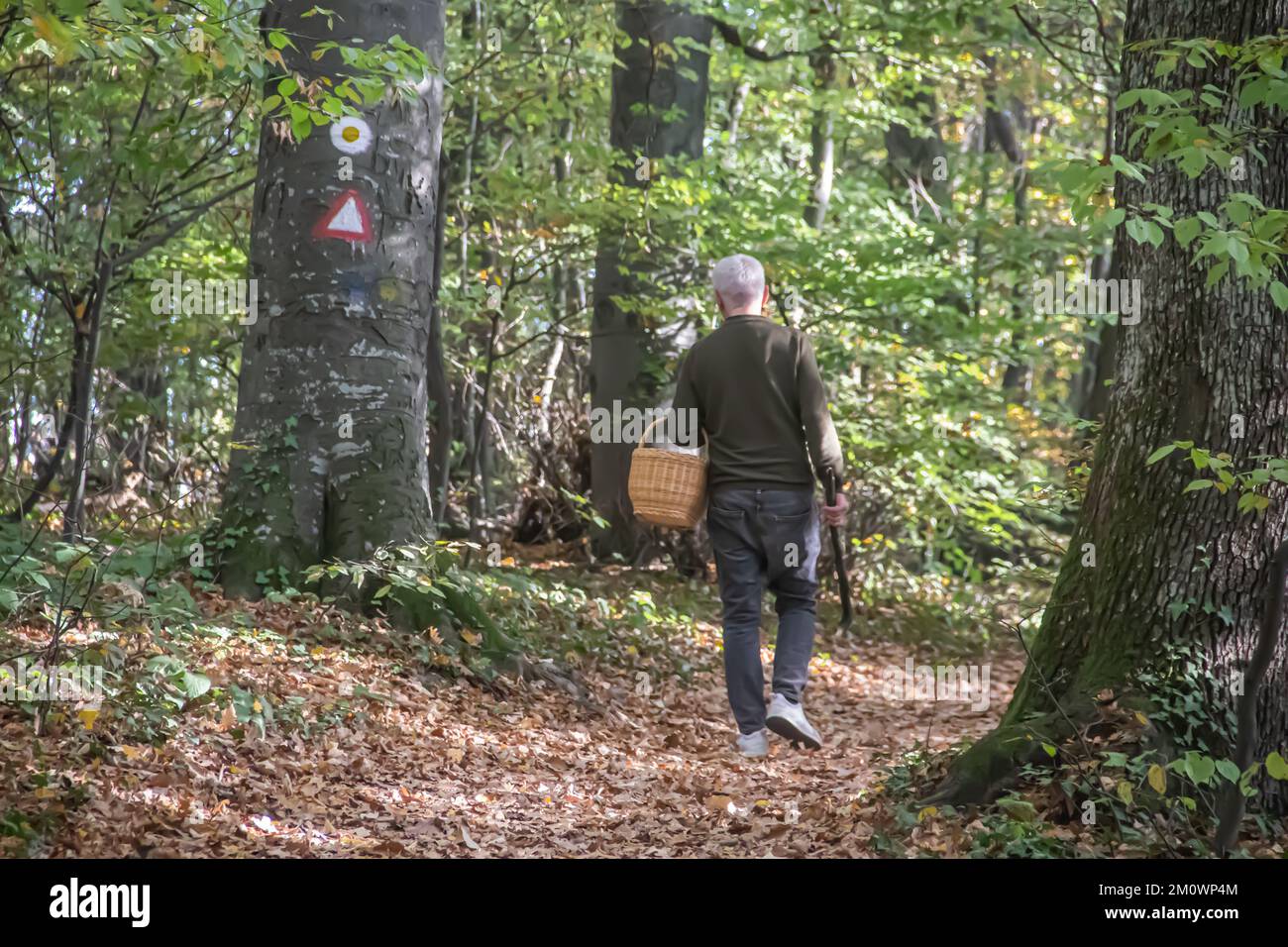 Middle aged map walking through autumn forest with basket, collecting organic fresh mushrooms after the rain, organic healthy food for every day Stock Photo
