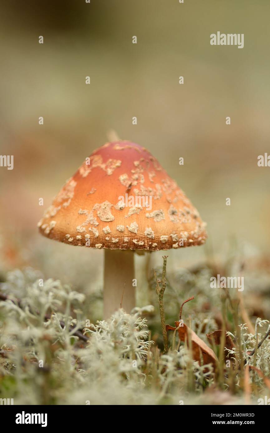 Fly agaric (Amanita muscaria) very common poisonous European mushroom. Contains muscimol and ibotenic acid. Stock Photo