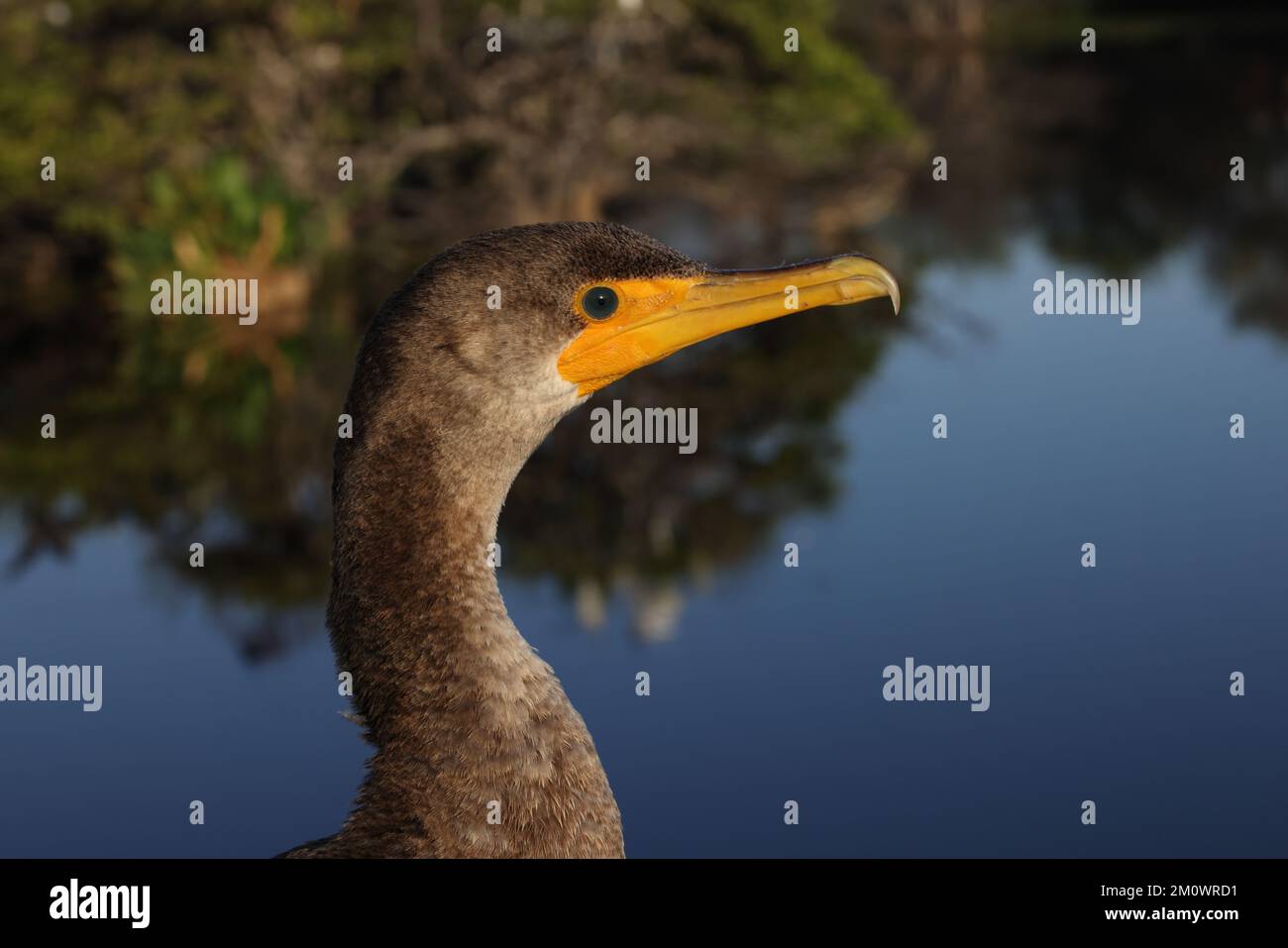Double Crested Cormorant Wakodahatchee Wetlands Florida USA Stock Photo