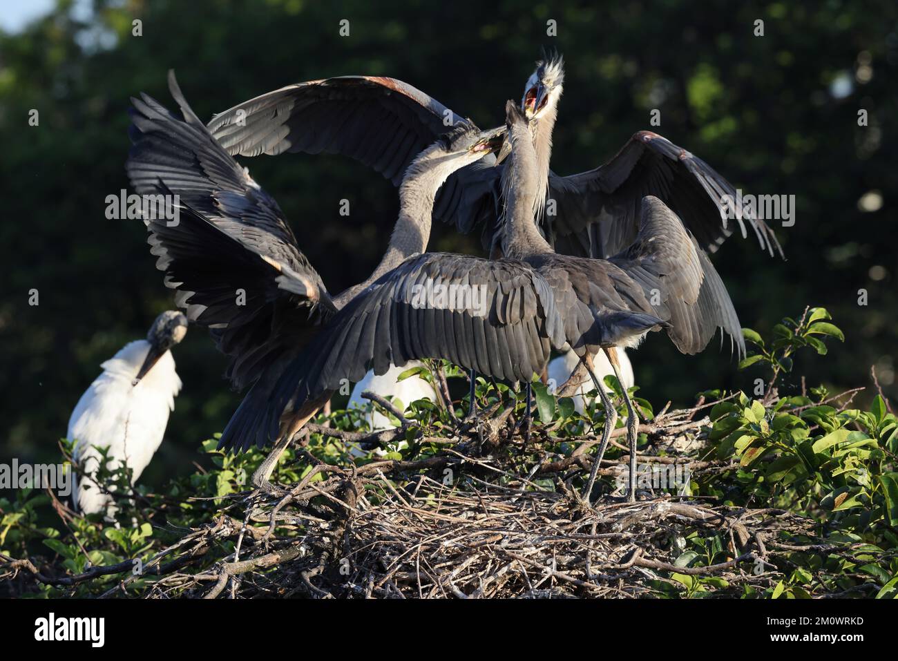 Great Blue Heron Wakodahatchee Wetlands Florida USA Stock Photo - Alamy