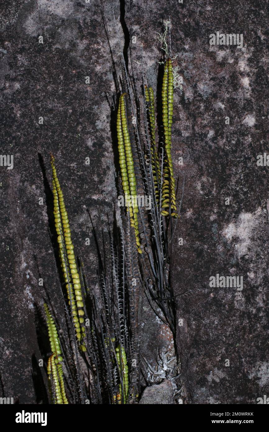 Smallstalk Necklace Fern (Lindsaea stricta), fern on Amuri Tepui, Venezuela Stock Photo