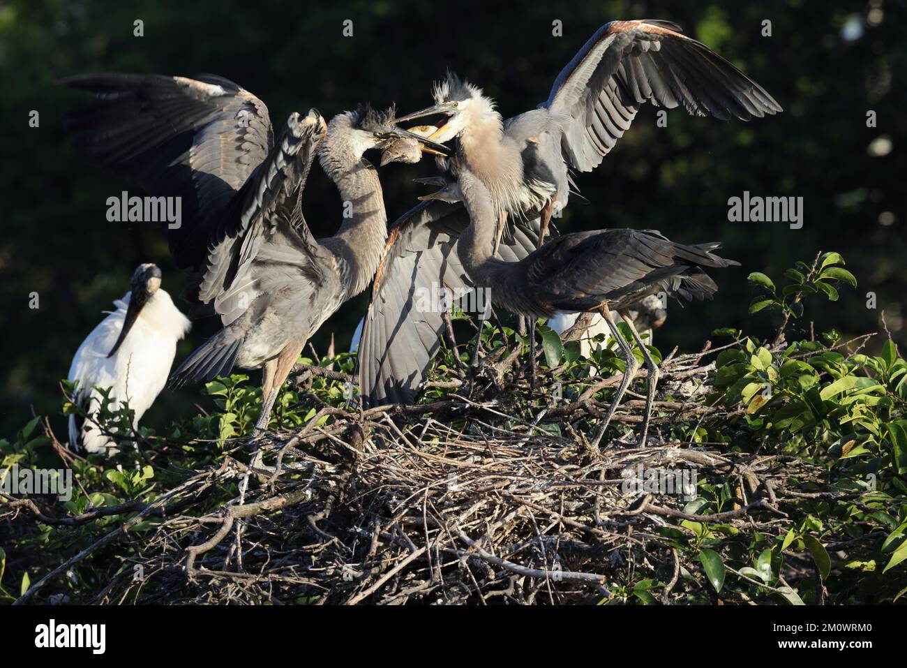 Great Blue Heron Wakodahatchee Wetlands Florida USA Stock Photo - Alamy