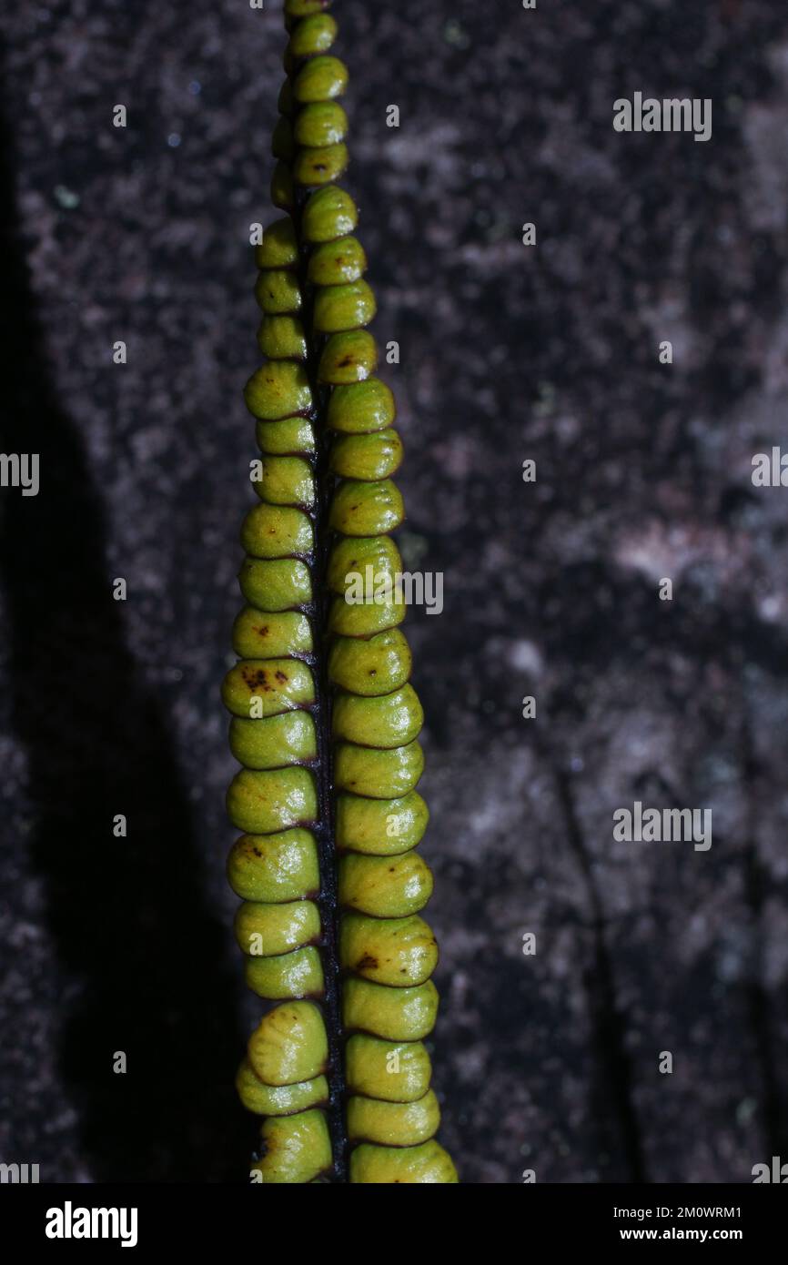 Single leaf of the smallstalk Necklace Fern (Lindsaea stricta), fern on Amuri Tepui, Venezuela Stock Photo