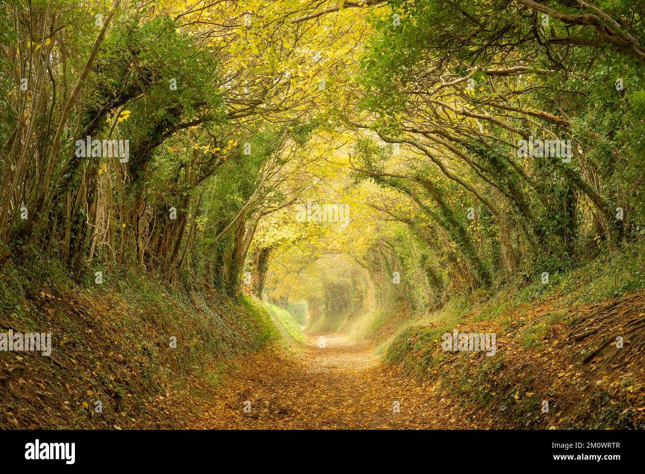 Halnaker tree tunnel over an ancient track to Halnaker windmill forming a hollow way, West