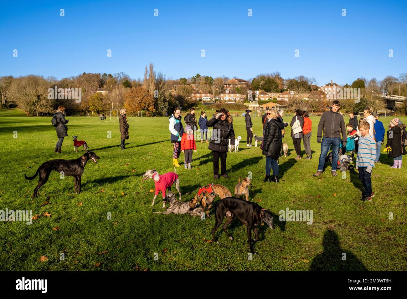 The Owners of Whippets and Greyhounds Meet Up On Malling Fields, Lewes, East Sussex, UK. Stock Photo