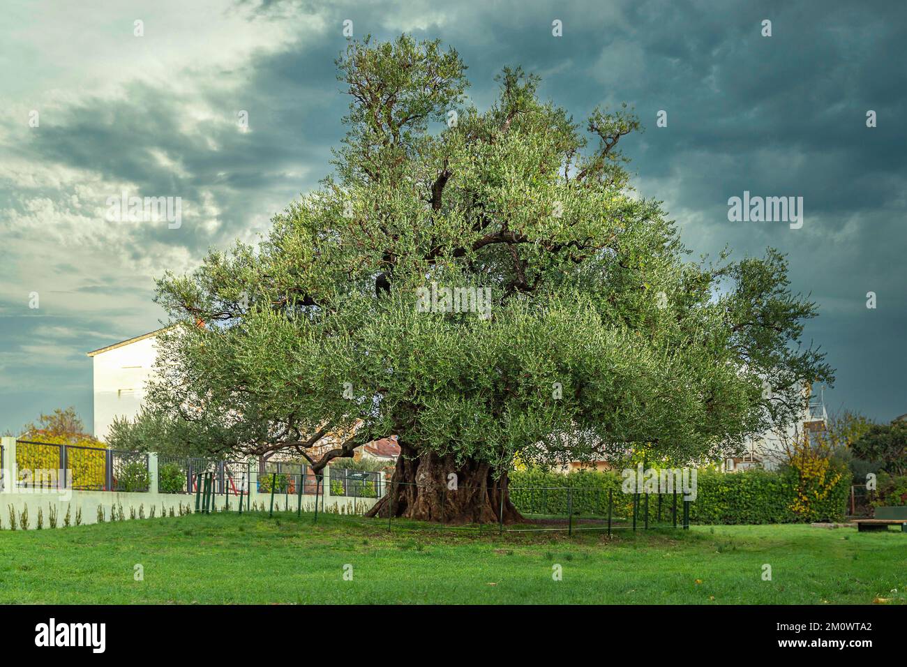 1500 year old olive tree in Kaštel Štafilić, Croatia Stock Photo