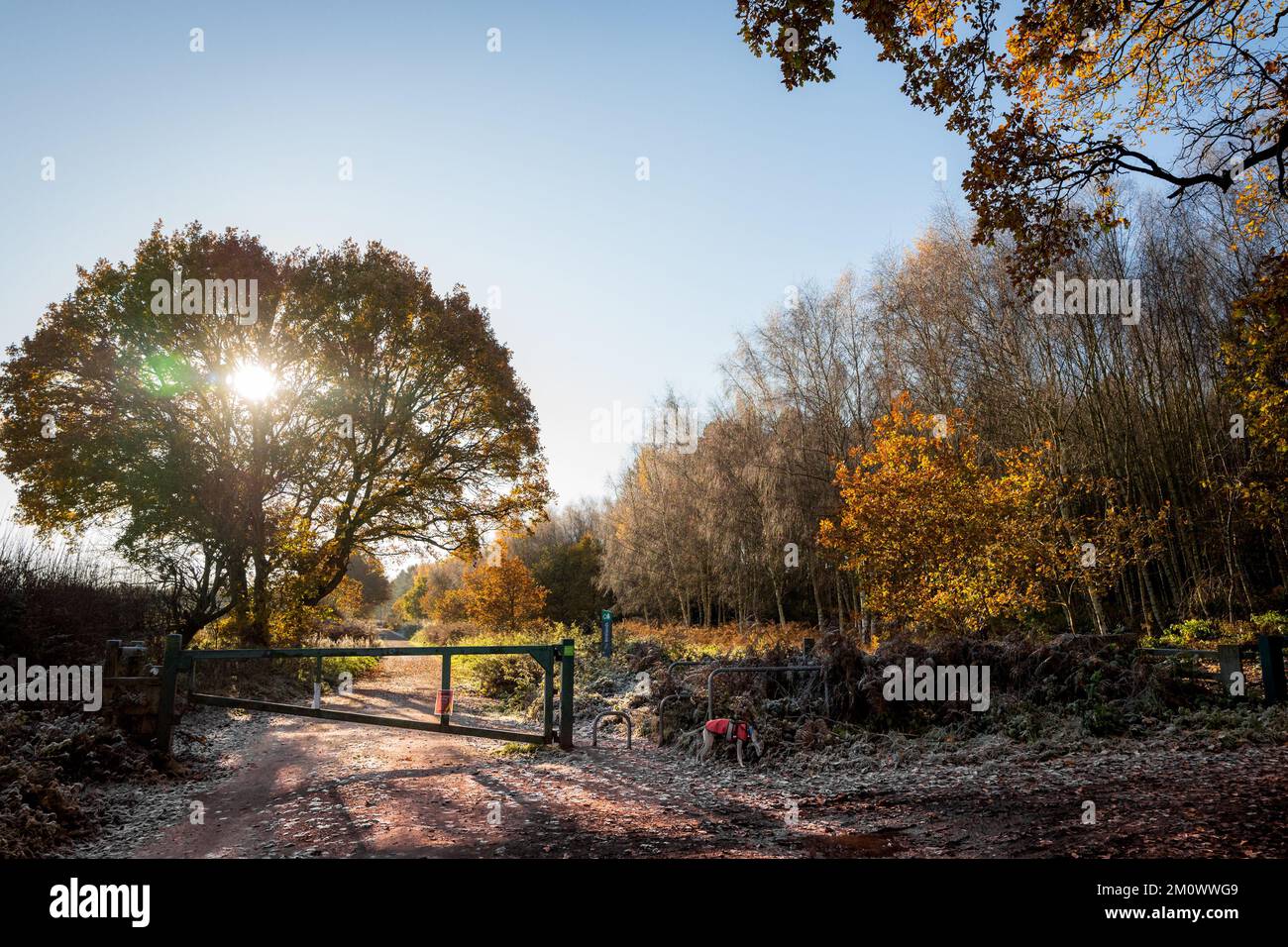 Sun light beaming through an oak tree woodland setting with their leaves in autumn colour. Stock Photo